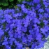 Lobelia ampelous szafir: zdjęcie i opis